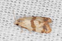 Phalonidia contractana