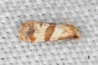 Phalonidia contractana