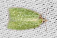 Tortrix viridana