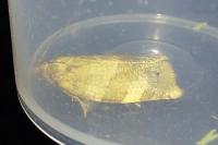 Choristoneura hebenstreitella