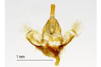 Choristoneura hebenstreitella