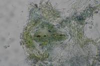 Elachista albidella