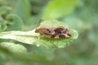 Archips xylosteana