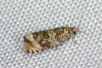 Celypha lacunana