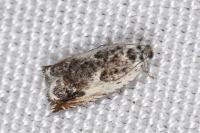 Ancylis laetana