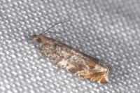 Ancylis achatana