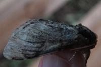 Cossus cossus