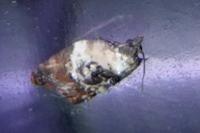 Acleris variegana