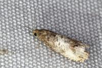 Notocelia rosaecolana