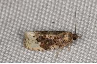Hedya ochroleucana