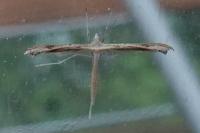 Stenoptilia