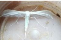Pterophorus pentadactylus