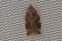 Archips xylosteana