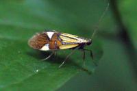 Alabonia geoffrella