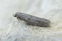Agnoea flavifrontella