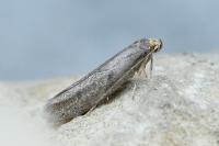 Agnoea flavifrontella