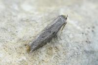 Agnoea flavifrontella