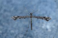 Amblyptilia acanthadactyla