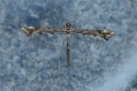Amblyptilia acanthadactyla