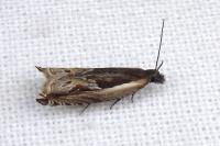 Ancylis apicella