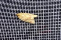 Clepsis pallidana