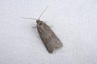 Cnephasia