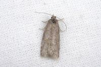 Cnephasia
