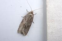 Cnephasia