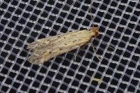 Metzneria