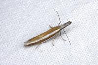 Pleurota aristella