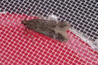 Prolita solutella