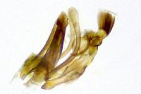 Prolita solutella
