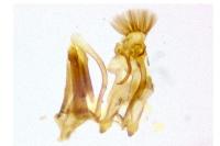 Prolita solutella