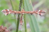 Oxyptilus