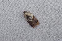 Acleris variegana