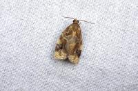 Archips xylosteana