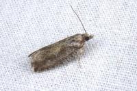 Zeiraphera griseana