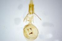 Zeiraphera griseana