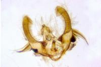 Hedya pruniana