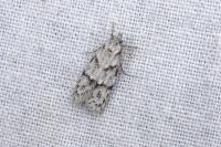 Symmoca signatella