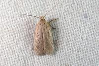Agonopterix