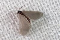 Apterona helicoidella