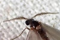 Apterona helicoidella