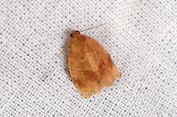 Archips rosana