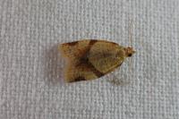 Clepsis consimilana