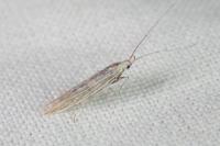 Coleophora