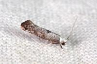 Paraswammerdamia albicapitella