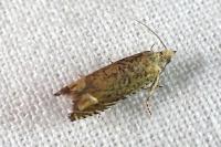 Pelochrista caecimaculana