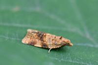 Epagoge grotiana