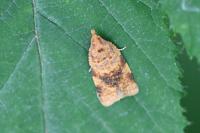 Epagoge grotiana